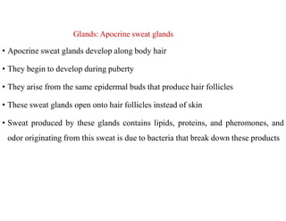 Glands: Apocrine sweat glands
• Apocrine sweat glands develop along body hair
• They begin to develop during puberty
• They arise from the same epidermal buds that produce hair follicles
• These sweat glands open onto hair follicles instead of skin
• Sweat produced by these glands contains lipids, proteins, and pheromones, and
odor originating from this sweat is due to bacteria that break down these products
 