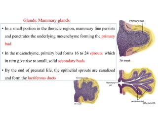 Glands: Mammary glands
• In a small portion in the thoracic region, mammary line persists
and penetrates the underlying mesenchyme forming the primary
bud
• In the mesenchyme, primary bud forms 16 to 24 sprouts, which
in turn give rise to small, solid secondary buds
• By the end of prenatal life, the epithelial sprouts are canalized
and form the lactiferous ducts
6th month
 
