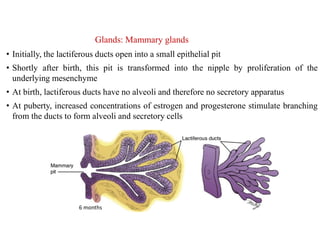 Glands: Mammary glands
• Initially, the lactiferous ducts open into a small epithelial pit
• Shortly after birth, this pit is transformed into the nipple by proliferation of the
underlying mesenchyme
• At birth, lactiferous ducts have no alveoli and therefore no secretory apparatus
• At puberty, increased concentrations of estrogen and progesterone stimulate branching
from the ducts to form alveoli and secretory cells
6 months
 