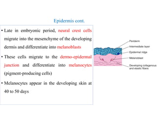 Epidermis cont.
• Late in embryonic period, neural crest cells
migrate into the mesenchyme of the developing
dermis and differentiate into melanoblasts
• These cells migrate to the dermo-epidermal
junction and differentiate into melanocytes
(pigment-producing cells)
• Melanocytes appear in the developing skin at
40 to 50 days
 