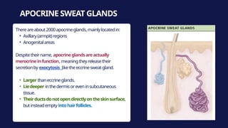 Integumentary system medical school pptx | PPTX
