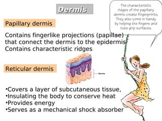 Papillary dermis 
DDeerrmmiiss 
Contains fingerlike projections (papillae) 
that connect the dermis to the epidermis 
Contains characteristic ridges 
Reticular dermis 
Covers a layer of subcutaneous tissue, 
Insulating the body to conserve heat 
Provides energy 
Serves as a mechanical shock absorber 
 