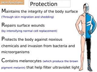 SSkkiinn ffuunnccttiioonnss Protection 
Maintains the integrity of the body surface 
(Through skin migration and shedding) 
Repairs surface wounds 
(by intensifying normal cell replacement) 
Protects the body against noxious 
chemicals and invasion from bacteria and 
microorganisms 
Contains melanocytes (which produce the brown 
pigment melanin) that help filter ultraviolet light 
 