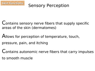 SSkkiinn ffuunnccttiioonnss Sensory Perception 
Contains sensory nerve fibers that supply specific 
areas of the skin (dermatomes) 
Allows for perception of temperature, touch, 
pressure, pain, and itching 
Contains autonomic nerve fibers that carry impulses 
to smooth muscle 
 
