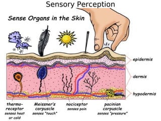 Sensory Perception 
 