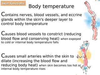 Body temperature 
SSkkiinn ffuunnccttiioonnss 
Contains nerves, blood vessels, and eccrine 
glands within the skin's deeper layer to 
control body temperature 
Causes blood vessels to constrict (reducing 
blood flow and conserving heat) when exposed 
to cold or internal body temperature falls 
Causes small arteries within the skin to 
dilate (increasing the blood flow and 
reducing body heat) when skin becomes too hot or 
internal body temperature rises 
 