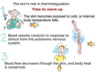 The skin's role in thermoregulation 
Time to warm up 
The skin becomes exposed to cold, or internal 
body temperature falls. 
Blood vessels constrict in response to 
stimuli from the autonomic nervous 
system. 
Blood flow decreases through the skin, and body heat 
is conserved. 
 