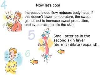 Now let's cool 
Increased blood flow reduces body heat. If 
this doesn't lower temperature, the sweat 
glands act to increase sweat production, 
and evaporation cools the skin. 
Small arteries in the 
second skin layer 
(dermis) dilate (expand). 
 