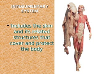  Includes the skin 
and its related 
structures that 
cover and protect 
the body 
 IINNTTEEGGUUMMEENNTTAARRYY 
SSYYSSTTEEMM 
 
