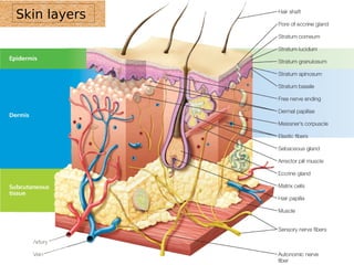 Skin layers 
 
