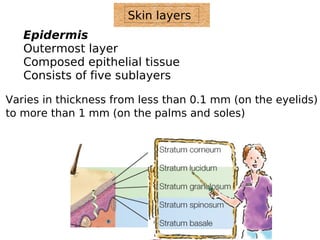 Skin layers 
Epidermis 
Outermost layer 
Composed epithelial tissue 
Consists of five sublayers 
Varies in thickness from less than 0.1 mm (on the eyelids) 
to more than 1 mm (on the palms and soles) 
 