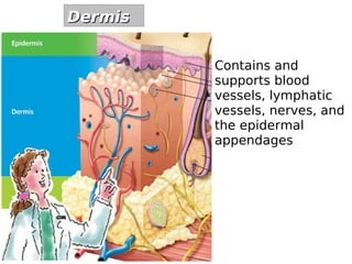 Contains and 
supports blood 
vessels, lymphatic 
vessels, nerves, and 
the epidermal 
appendages 
DDeerrmmiiss 
 