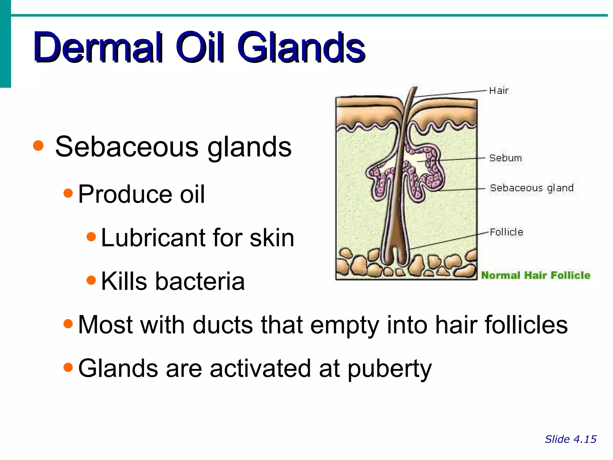 Dermal Oil Glands Slide 4.15 Sebaceous glands Produce oil Lubricant for skin Kills bacteria Most with ducts that empty into hair follicles Glands are activated at puberty 
