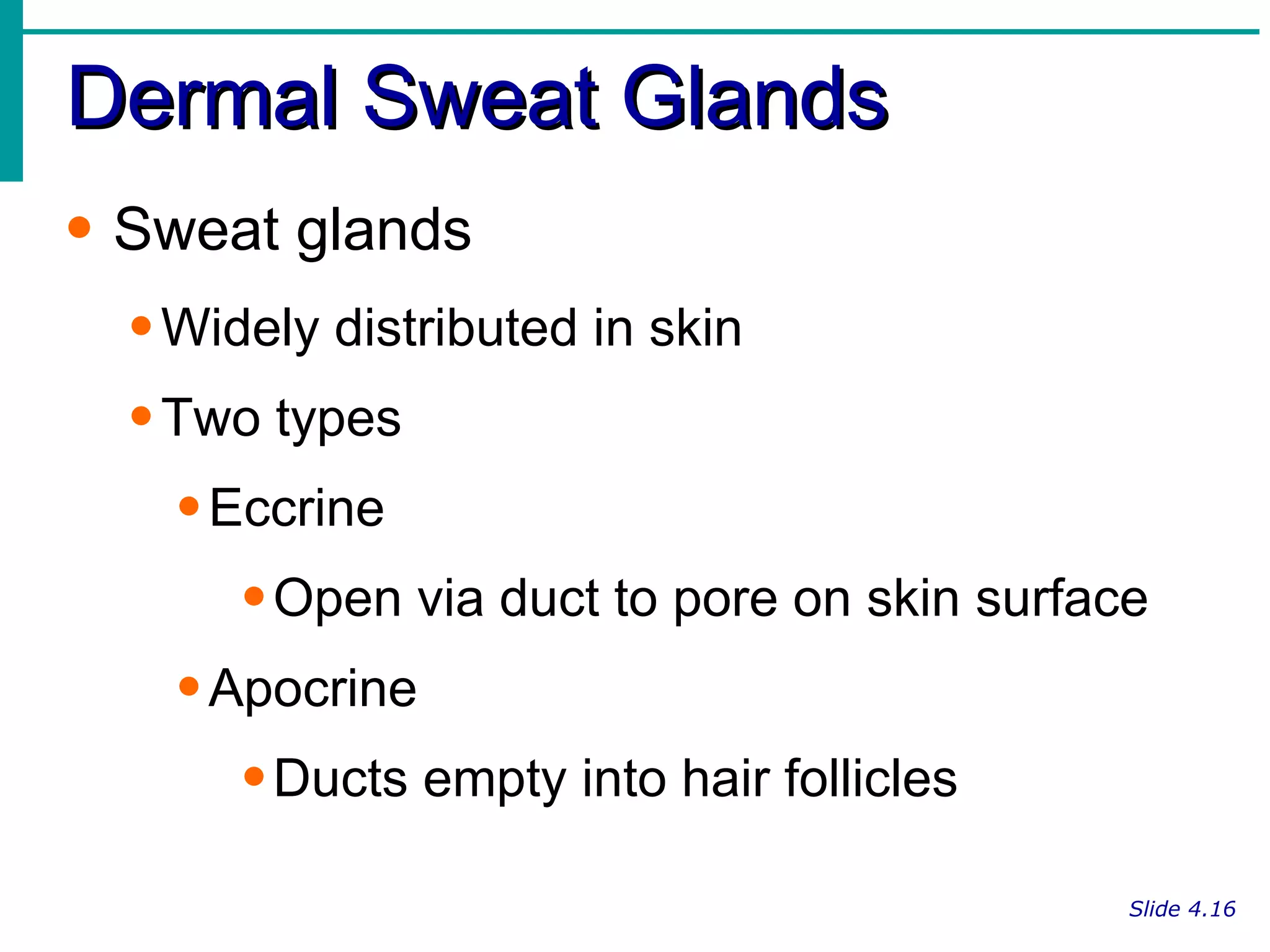 Dermal Sweat Glands Slide 4.16 Sweat glands Widely distributed in skin Two types Eccrine Open via duct to pore on skin surface Apocrine Ducts empty into hair follicles 