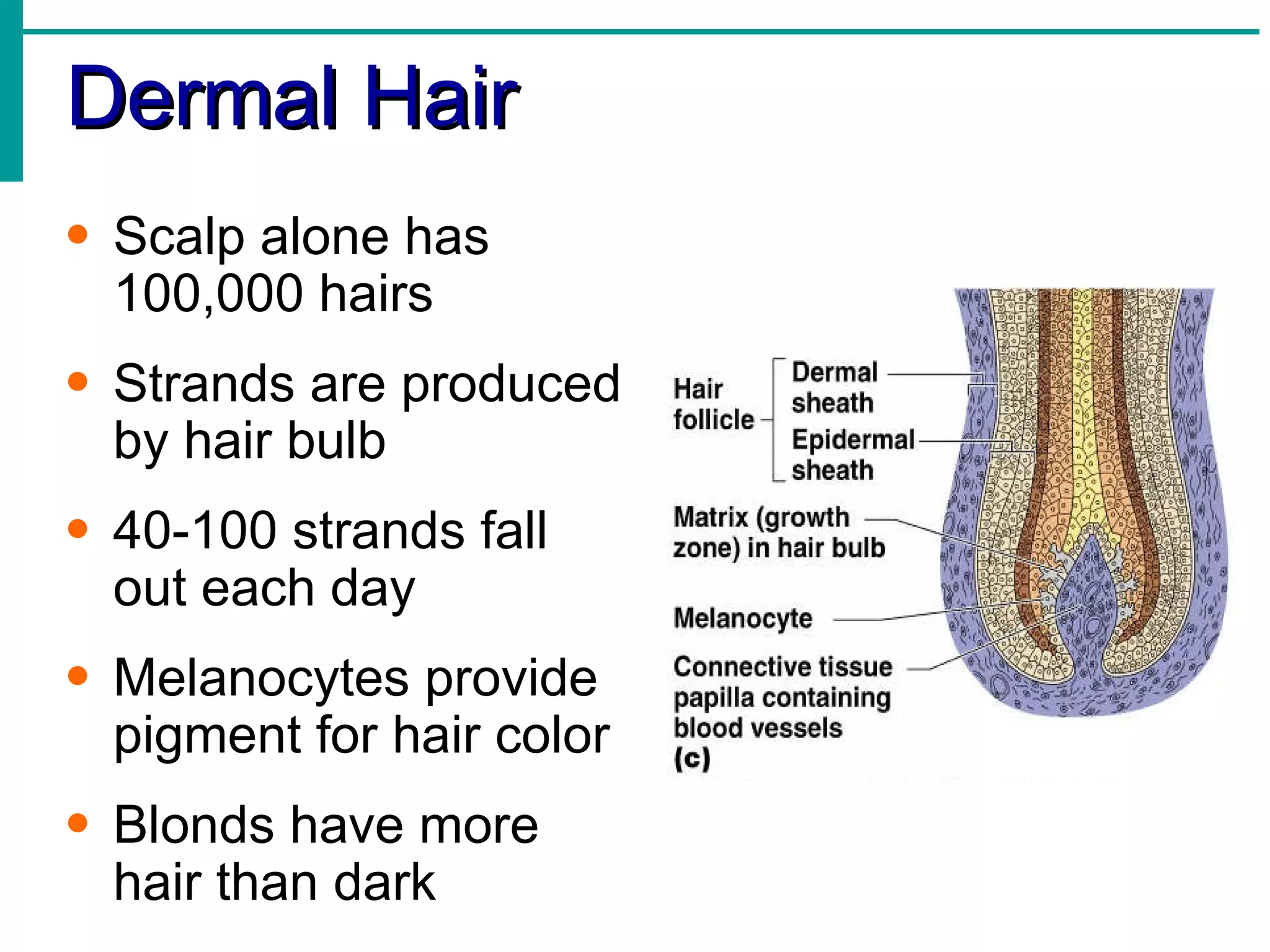 Dermal Hair  Scalp alone has 100,000 hairs Strands are produced by hair bulb 40-100 strands fall out each day Melanocytes provide pigment for hair color Blonds have more hair than dark 