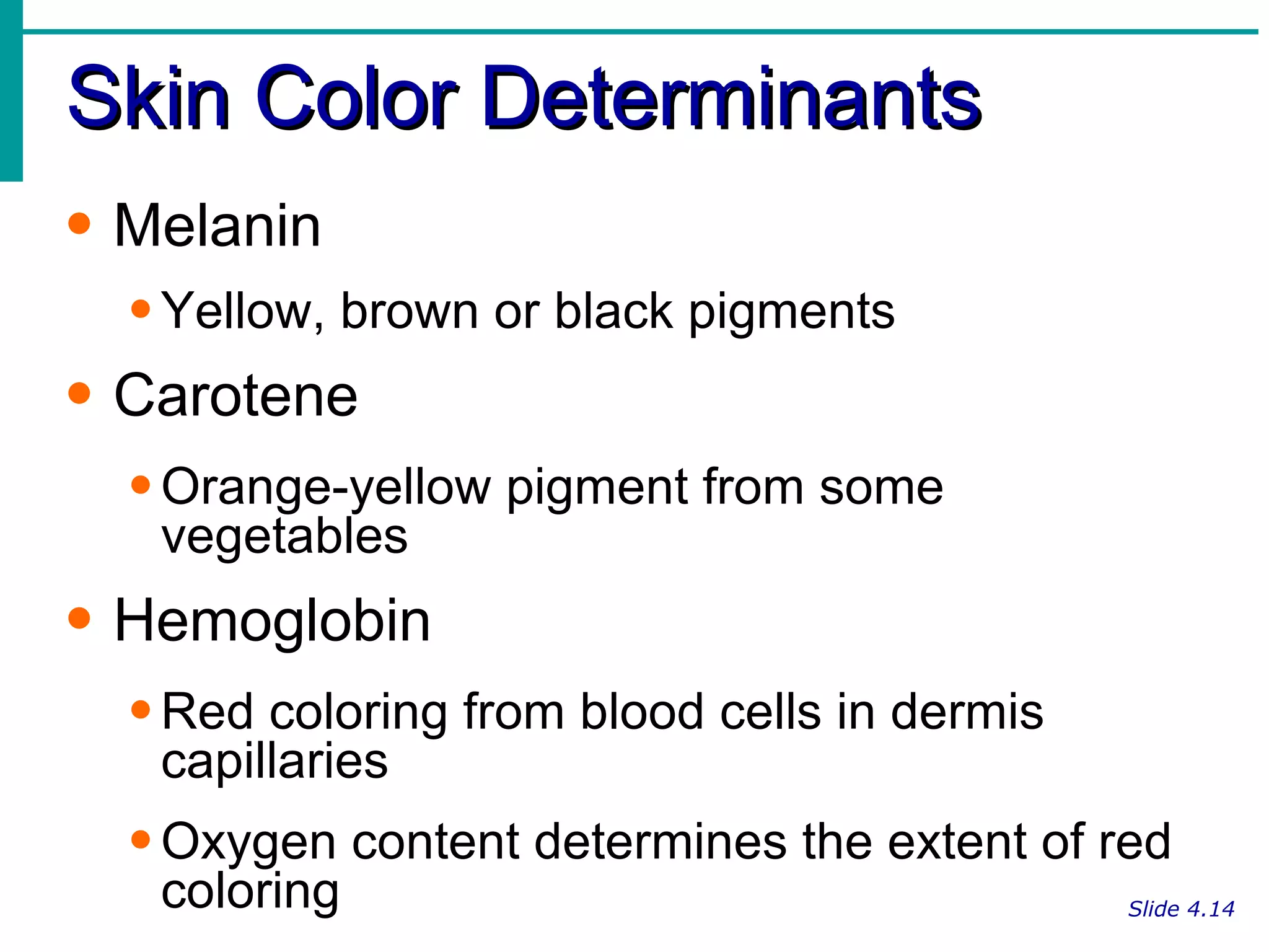 Skin Color Determinants Slide 4.14 Melanin Yellow, brown or black pigments Carotene Orange-yellow pigment from some vegetables Hemoglobin Red coloring from blood cells in dermis capillaries Oxygen content determines the extent of red coloring 