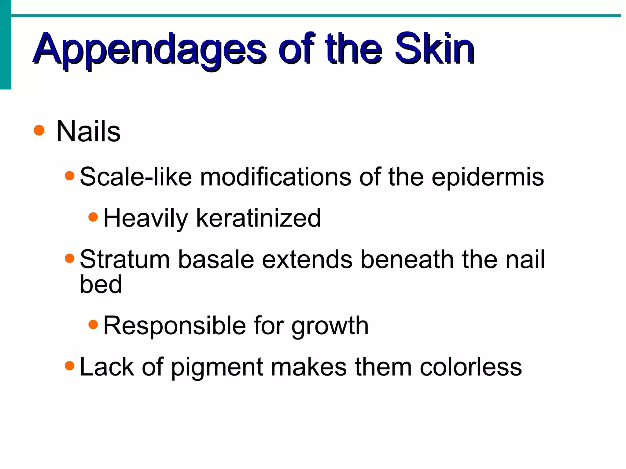 Appendages of the Skin Nails Scale-like modifications of the epidermis Heavily keratinized Stratum basale extends beneath the nail bed Responsible for growth Lack of pigment makes them colorless 