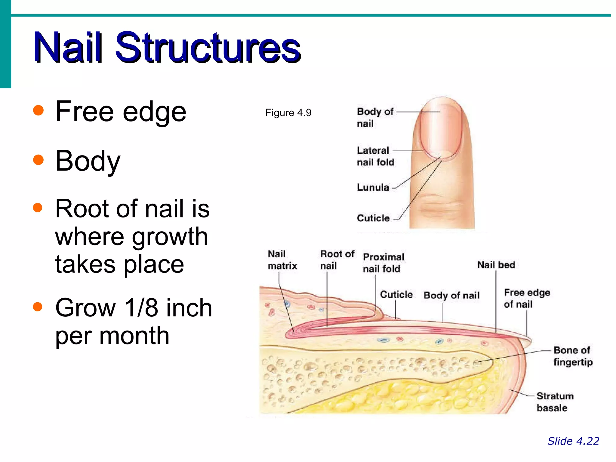 Nail Structures Slide 4.22 Free edge Body Root of nail is where growth takes place Grow 1/8 inch per month Figure 4.9 