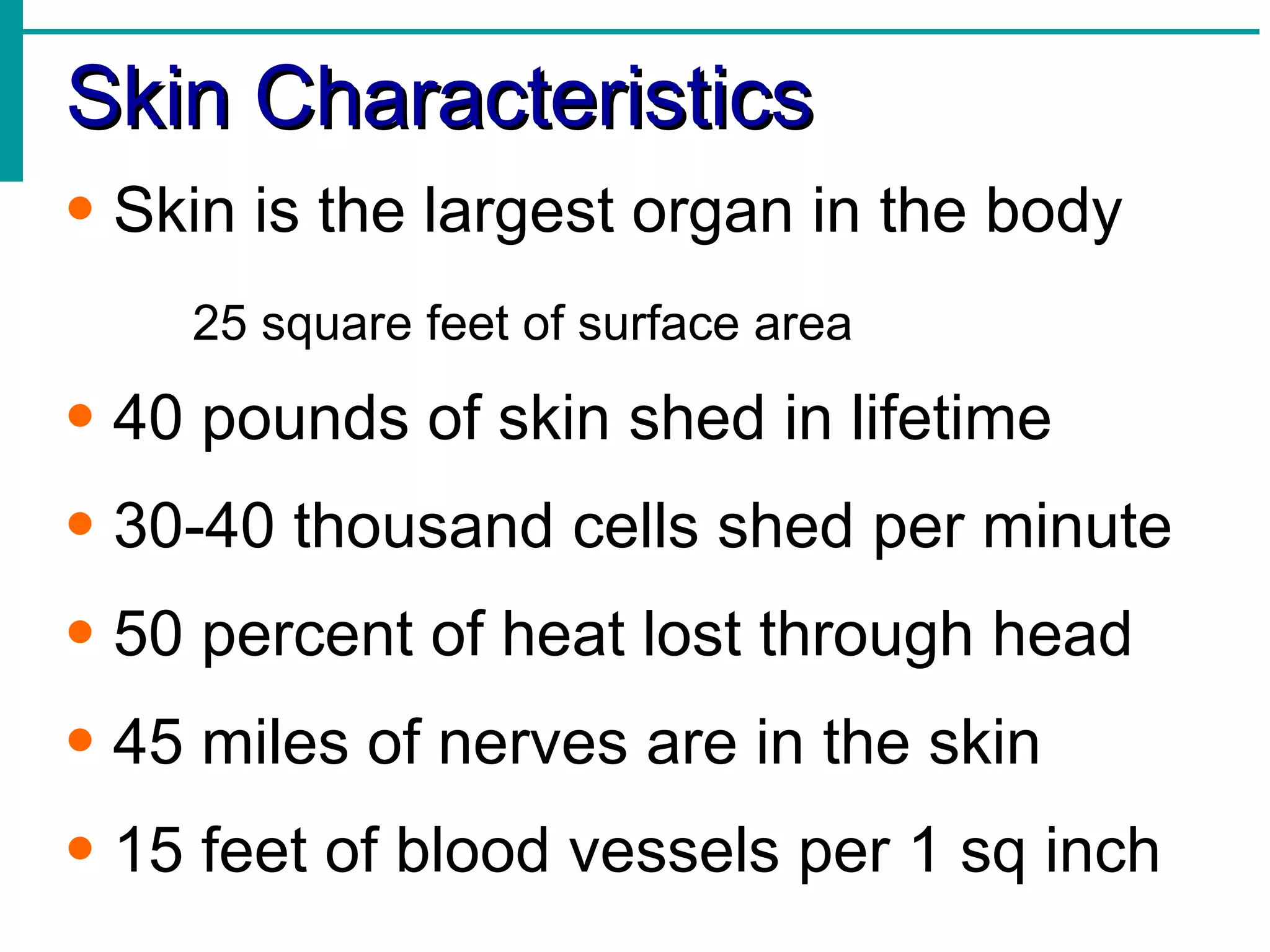 Skin Characteristics Skin is the largest organ in the body 25 square feet of surface area 40 pounds of skin shed in lifetime 30-40 thousand cells shed per minute 50 percent of heat lost through head 45 miles of nerves are in the skin 15 feet of blood vessels per 1 sq inch 
