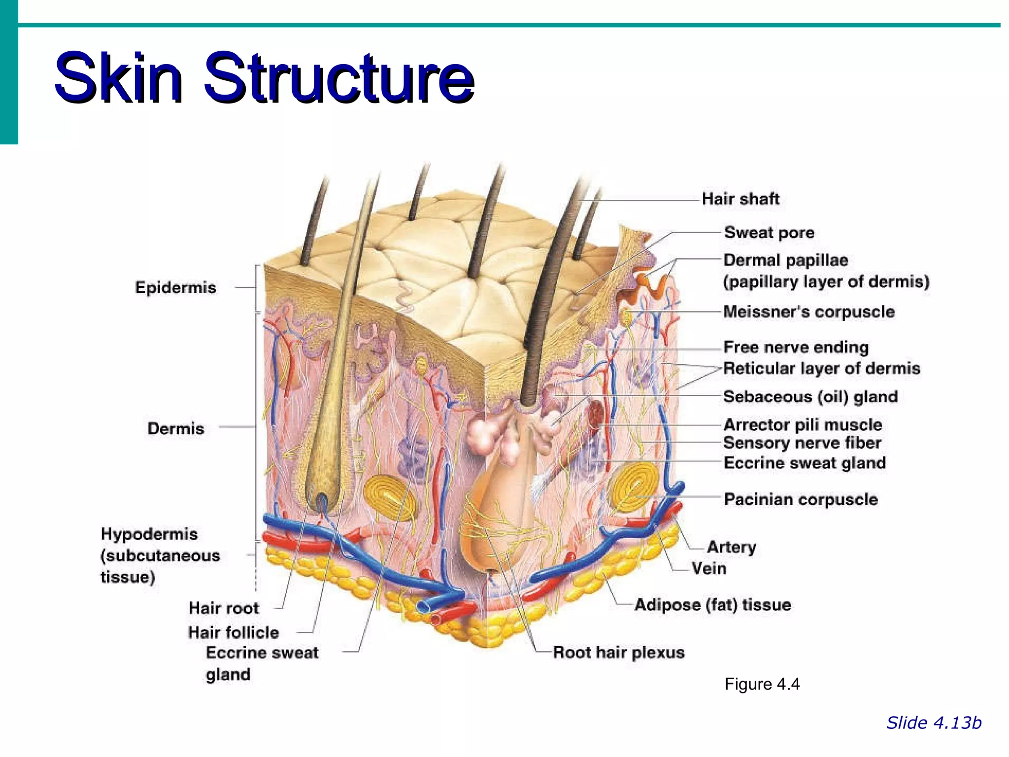 Skin Structure Slide 4.13b Figure 4.4 