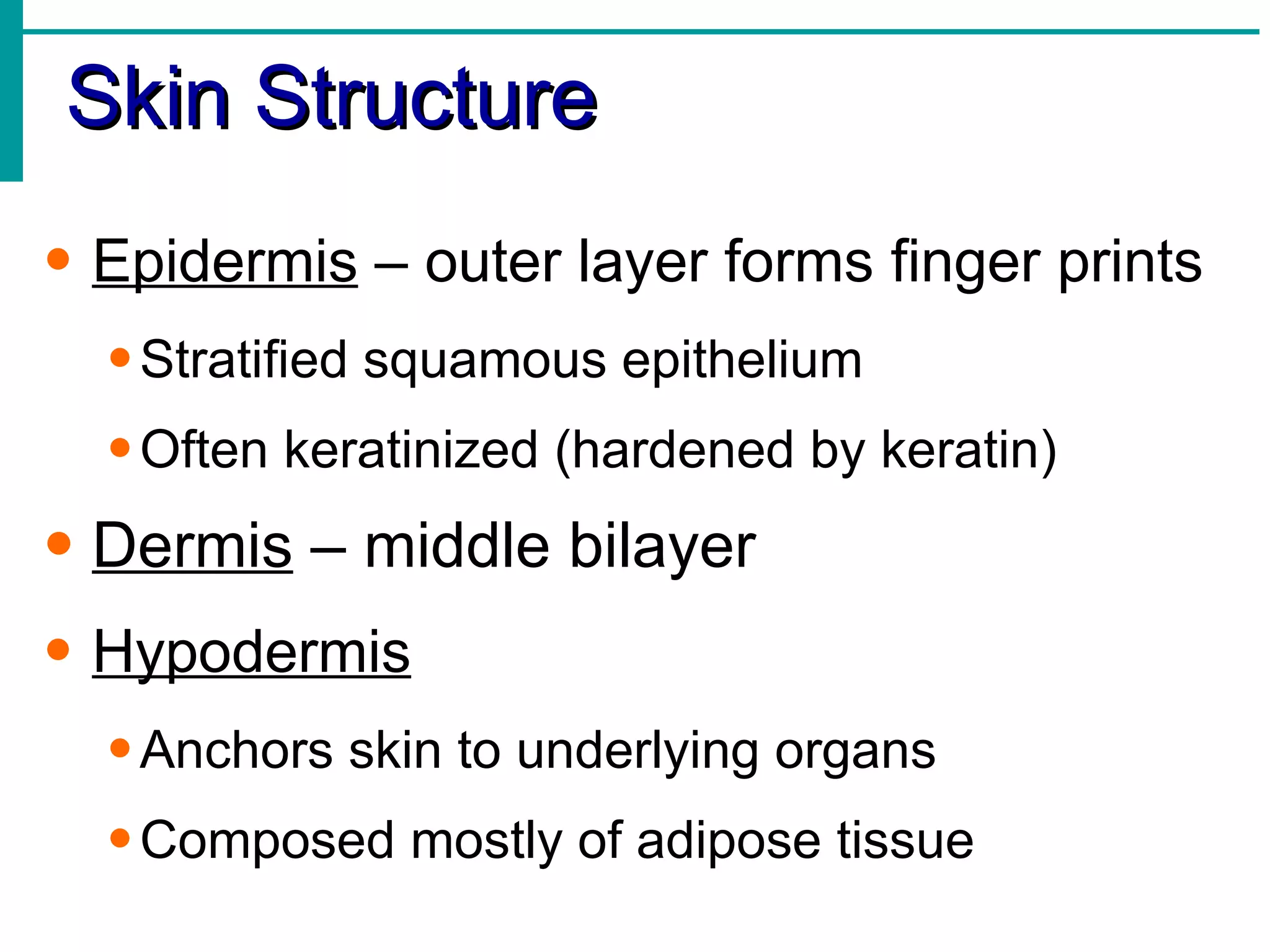 Skin Structure Epidermis  – outer layer forms finger prints Stratified squamous epithelium Often keratinized (hardened by keratin) Dermis  – middle bilayer  Hypodermis Anchors skin to underlying organs Composed mostly of adipose tissue 