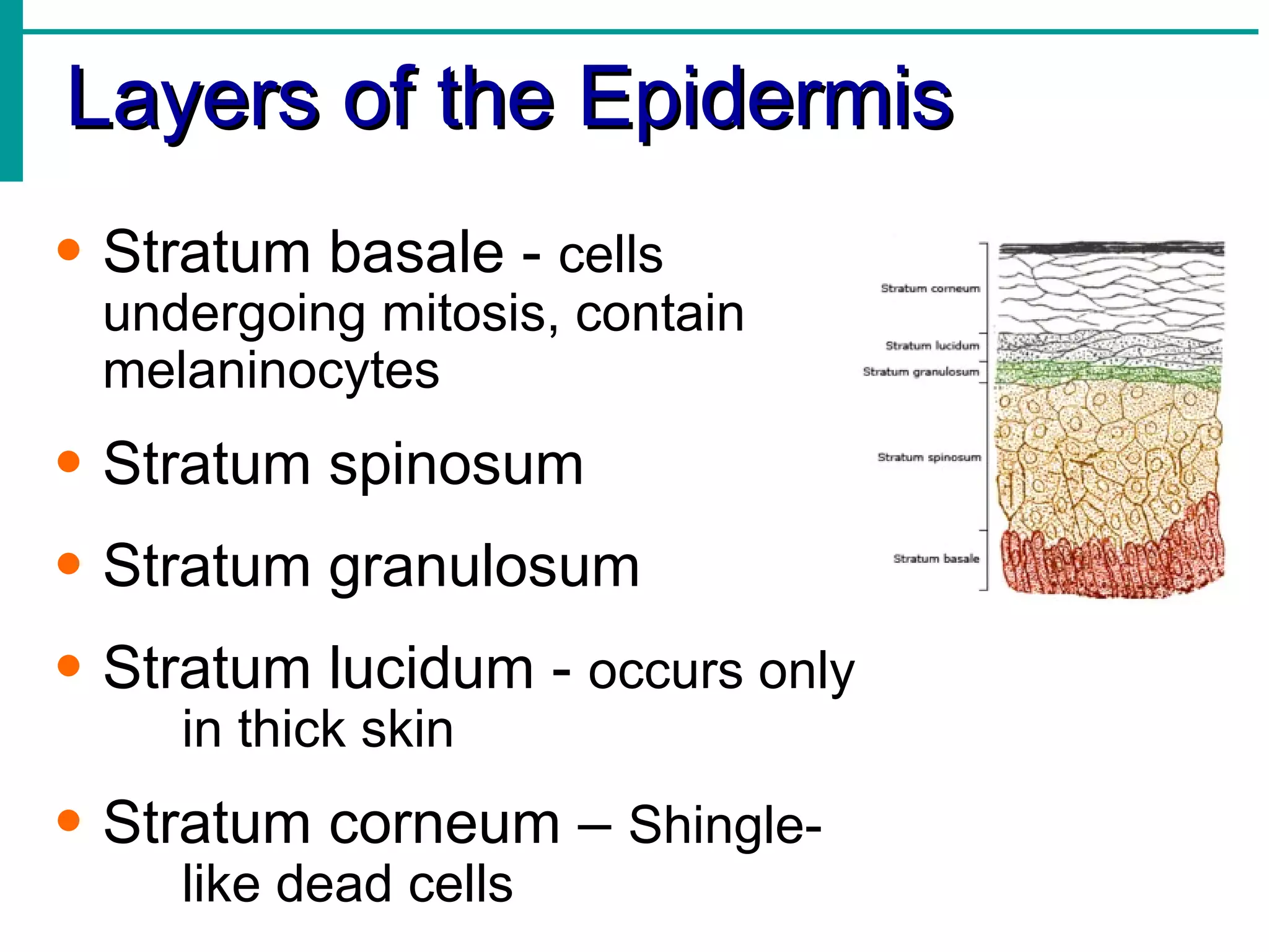 Layers of the Epidermis Stratum basale -  cells  undergoing mitosis, contain  melaninocytes Stratum spinosum Stratum granulosum Stratum lucidum -  occurs only  in thick skin Stratum corneum –  Shingle- like dead cells 