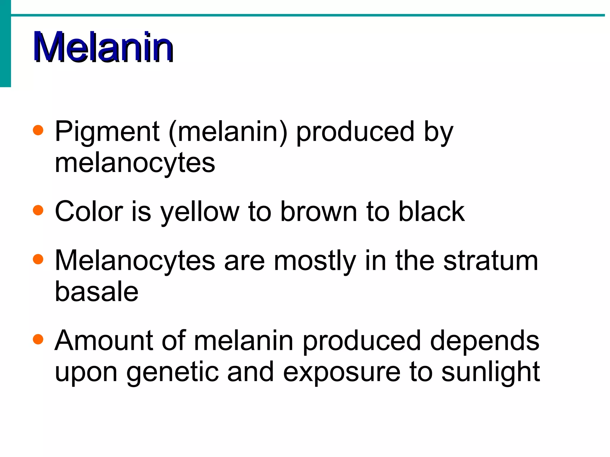 Melanin Pigment (melanin) produced by melanocytes Color is yellow to brown to black Melanocytes are mostly in the stratum basale Amount of melanin produced depends upon genetic and exposure to sunlight 