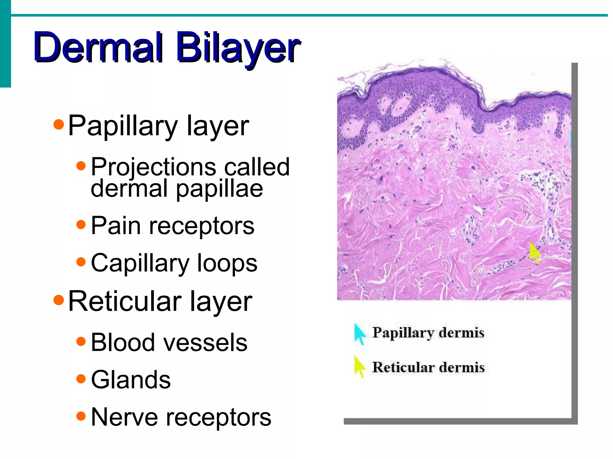 Dermal Bilayer Papillary layer Projections called  dermal papillae Pain receptors Capillary loops Reticular layer Blood vessels Glands Nerve receptors 