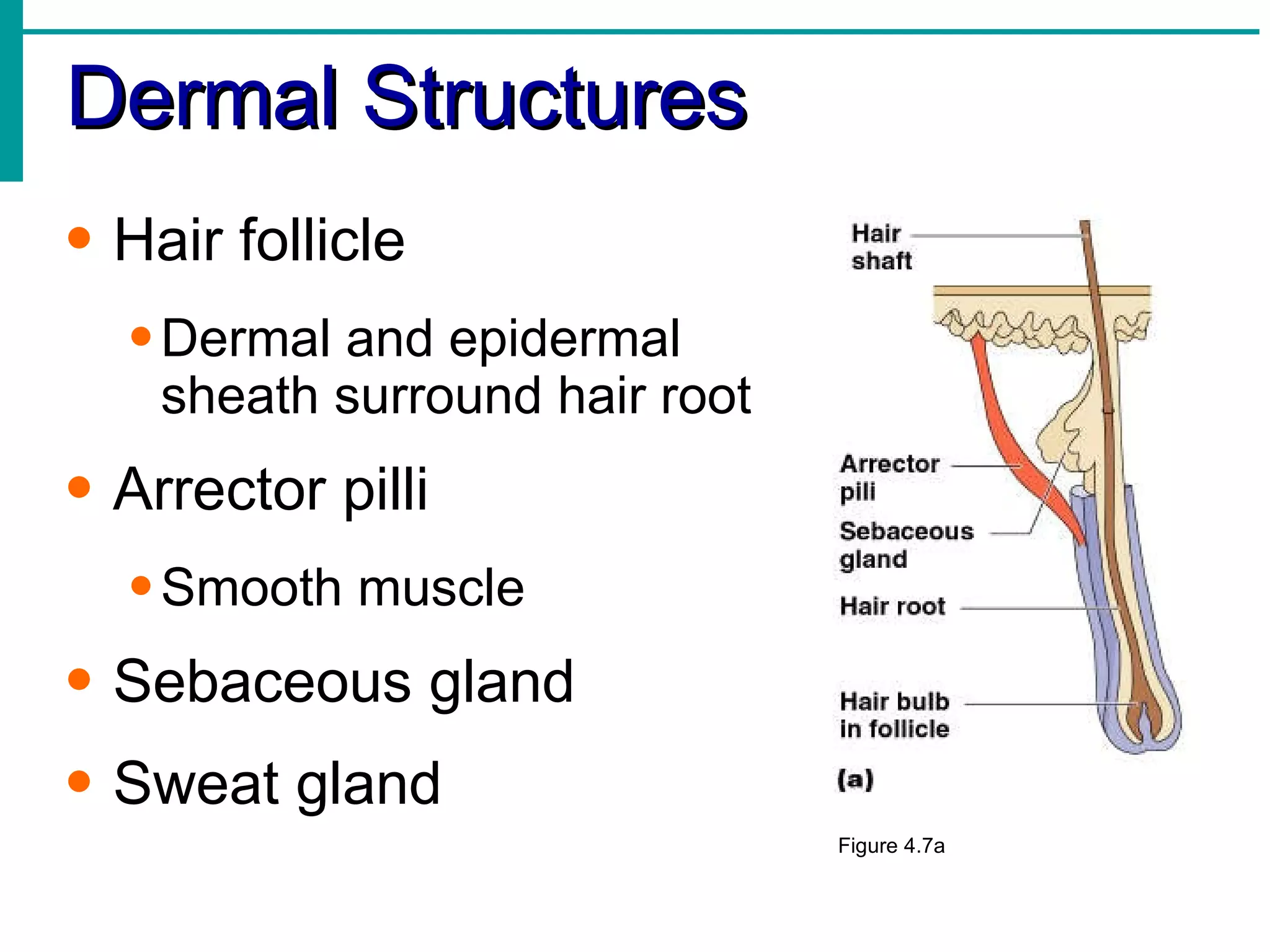 Dermal Structures Hair follicle Dermal and epidermal sheath surround hair root Arrector pilli Smooth muscle Sebaceous gland Sweat gland Figure 4.7a 