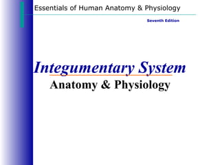 Integumentary System Anatomy & Physiology Essentials of Human Anatomy & Physiology Seventh Edition 