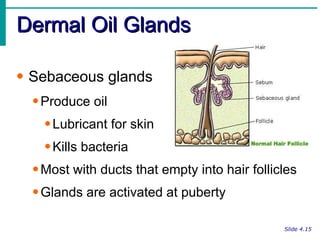 Dermal Oil Glands Slide 4.15 Sebaceous glands Produce oil Lubricant for skin Kills bacteria Most with ducts that empty into hair follicles Glands are activated at puberty 