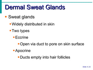 Dermal Sweat Glands Slide 4.16 Sweat glands Widely distributed in skin Two types Eccrine Open via duct to pore on skin surface Apocrine Ducts empty into hair follicles 