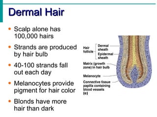 Dermal Hair  Scalp alone has 100,000 hairs Strands are produced by hair bulb 40-100 strands fall out each day Melanocytes provide pigment for hair color Blonds have more hair than dark 