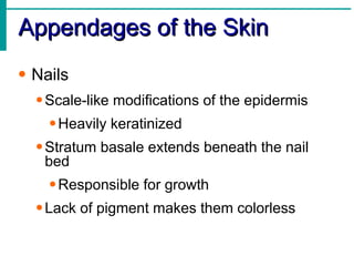Appendages of the Skin Nails Scale-like modifications of the epidermis Heavily keratinized Stratum basale extends beneath the nail bed Responsible for growth Lack of pigment makes them colorless 