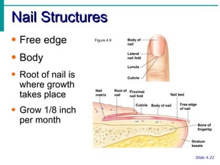 Nail Structures Slide 4.22 Free edge Body Root of nail is where growth takes place Grow 1/8 inch per month Figure 4.9 