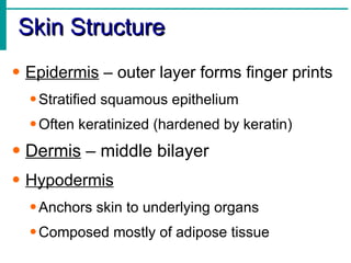 Skin Structure Epidermis  – outer layer forms finger prints Stratified squamous epithelium Often keratinized (hardened by keratin) Dermis  – middle bilayer  Hypodermis Anchors skin to underlying organs Composed mostly of adipose tissue 