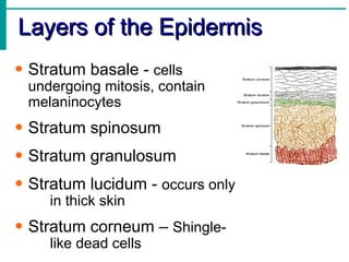 Layers of the Epidermis Stratum basale -  cells  undergoing mitosis, contain  melaninocytes Stratum spinosum Stratum granulosum Stratum lucidum -  occurs only  in thick skin Stratum corneum –  Shingle- like dead cells 