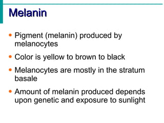 Melanin Pigment (melanin) produced by melanocytes Color is yellow to brown to black Melanocytes are mostly in the stratum basale Amount of melanin produced depends upon genetic and exposure to sunlight 