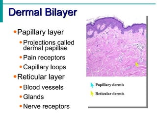 Dermal Bilayer Papillary layer Projections called  dermal papillae Pain receptors Capillary loops Reticular layer Blood vessels Glands Nerve receptors 