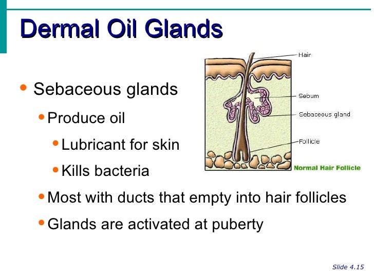 Integumentary System Notes