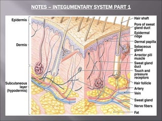 NOTES – INTEGUMENTARY SYSTEM PART 1
 