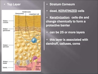 • Top Layer • Stratum Corneum
• dead, KERATINIZED cells
• Keratinization: cells die and
change chemically to form a
protective barrier
• can be 25 or more layers
• this layer is associated with
dandruff, calluses, corns
 