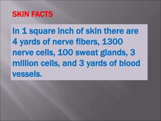 In 1 square inch of skin there are
4 yards of nerve fibers, 1300
nerve cells, 100 sweat glands, 3
million cells, and 3 yards of blood
vessels.
SKIN FACTS
 