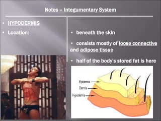 Notes – Integumentary System
• HYPODERMIS
• Location: • beneath the skin
• consists mostly of loose connective
and adipose tissue
• half of the body’s stored fat is here
 