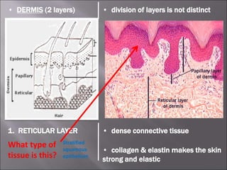 • DERMIS (2 layers)
1. RETICULAR LAYER • dense connective tissue
• collagen & elastin makes the skin
strong and elastic
• division of layers is not distinct
What type of
tissue is this?
Stratified
squamous
epithelium
 