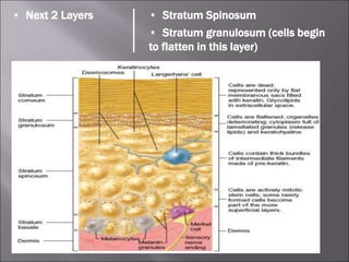 • Next 2 Layers • Stratum Spinosum
• Stratum granulosum (cells begin
to flatten in this layer)
 