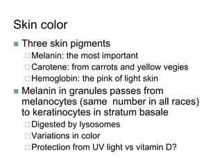 Skin color
 Three skin pigments
Melanin: the most important
Carotene: from carrots and yellow vegies
Hemoglobin: the pink of light skin
 Melanin in granules passes from
melanocytes (same number in all races)
to keratinocytes in stratum basale
Digested by lysosomes
Variations in color
Protection from UV light vs vitamin D?
 