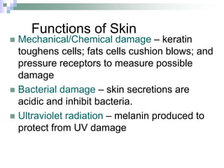 Functions of Skin
 Mechanical/Chemical damage – keratin
toughens cells; fats cells cushion blows; and
pressure receptors to measure possible
damage
 Bacterial damage – skin secretions are
acidic and inhibit bacteria.
 Ultraviolet radiation – melanin produced to
protect from UV damage
 