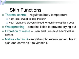 Skin Functions
 Thermal control – regulates body temperature
 Heat loss: sweat to cool the skin
 Heat retention: prevents blood to rush into capillary beds
 Waterproofing – contains lipids to prevent drying out
 Excretion of waste – urea and uric acid secreted in
sweat
 Makes vitamin D – modifies cholesterol molecules in
skin and converts it to vitamin D
 