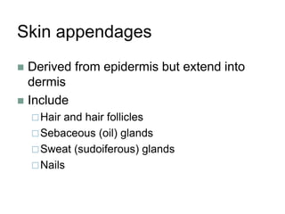 Skin appendages
 Derived from epidermis but extend into
dermis
 Include
Hair and hair follicles
Sebaceous (oil) glands
Sweat (sudoiferous) glands
Nails
 